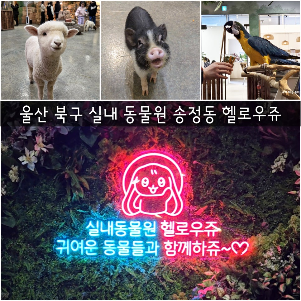 헬로우쥬 카페 이미지