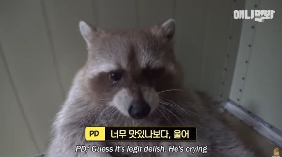 도꼬돈카츠 이미지