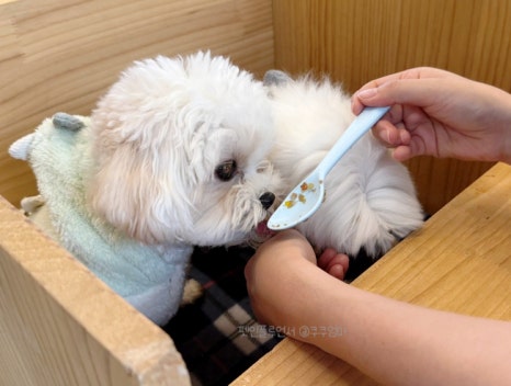 디그르르 이미지