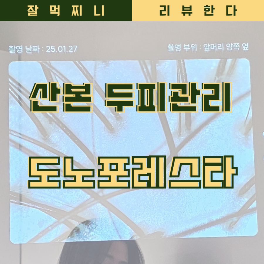 도노포레스타 이미지