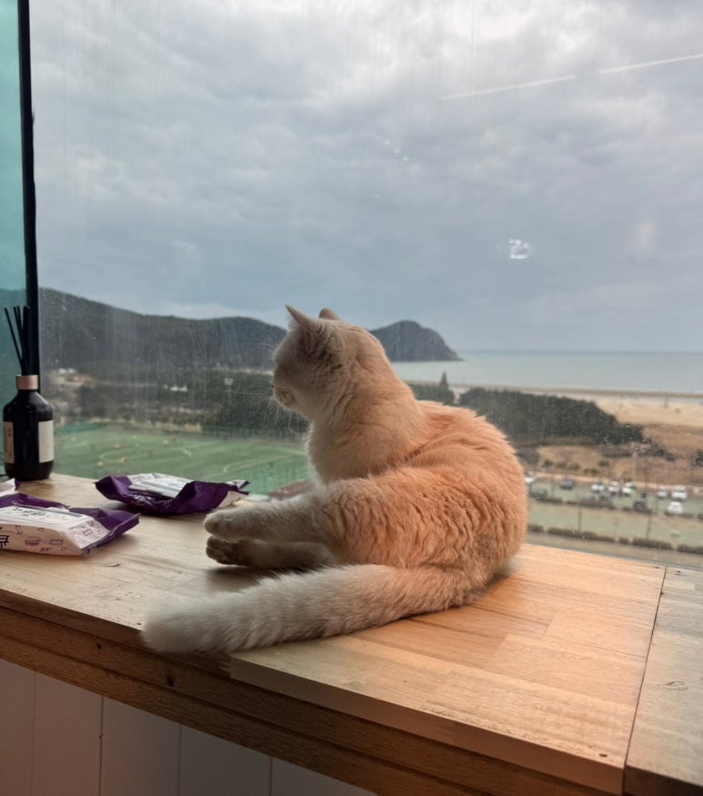 부산고양이까페나비정원 이미지