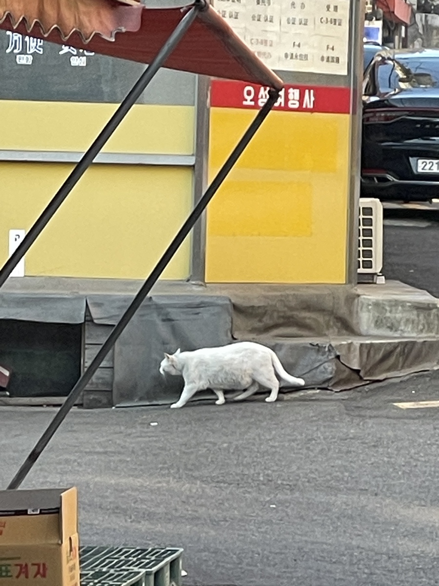 극동사진관 이미지