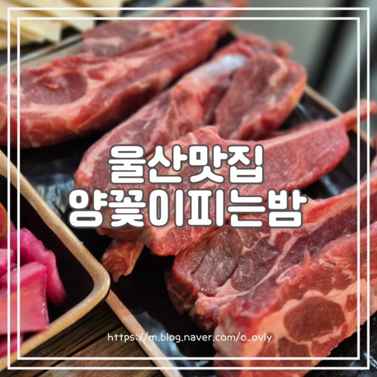 양꽃이피는밤 이미지