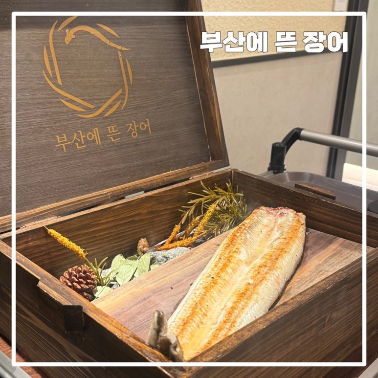 부산에 뜬 장어 이미지