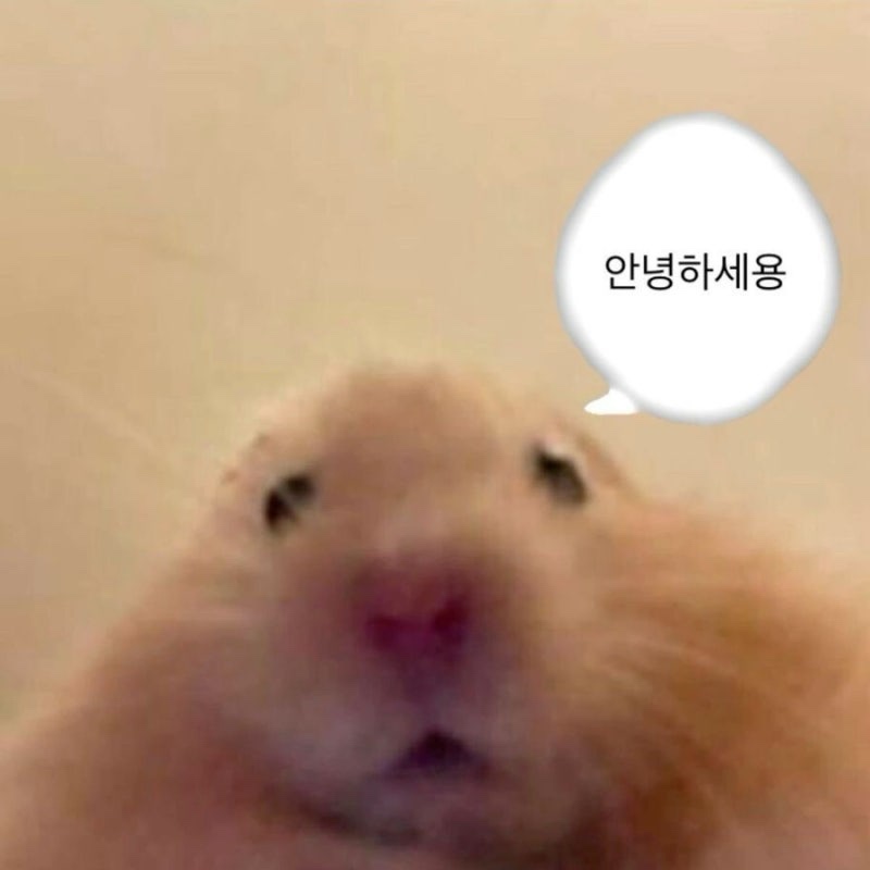 디스플레인 이미지