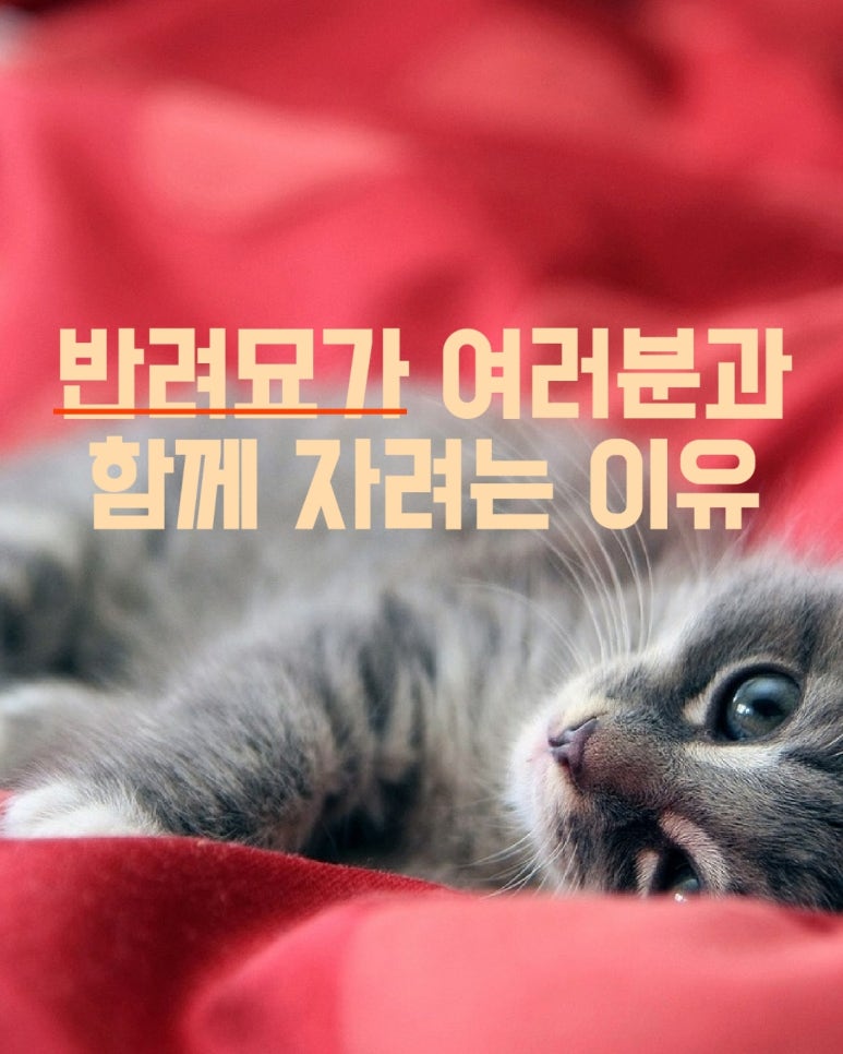 반려묘가 여러분과 함께 자려는 이유