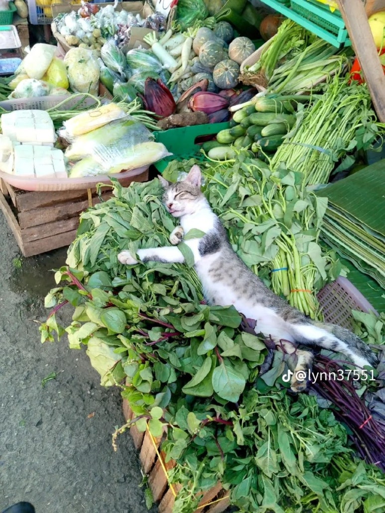 야채가게 이미지