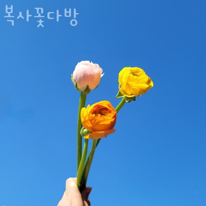 복사꽃다방 이미지