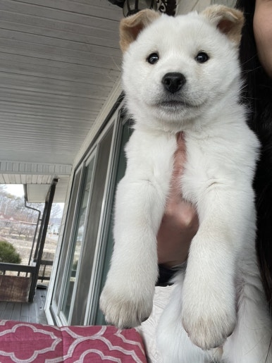 김삼구-김치삼겹구이 이미지