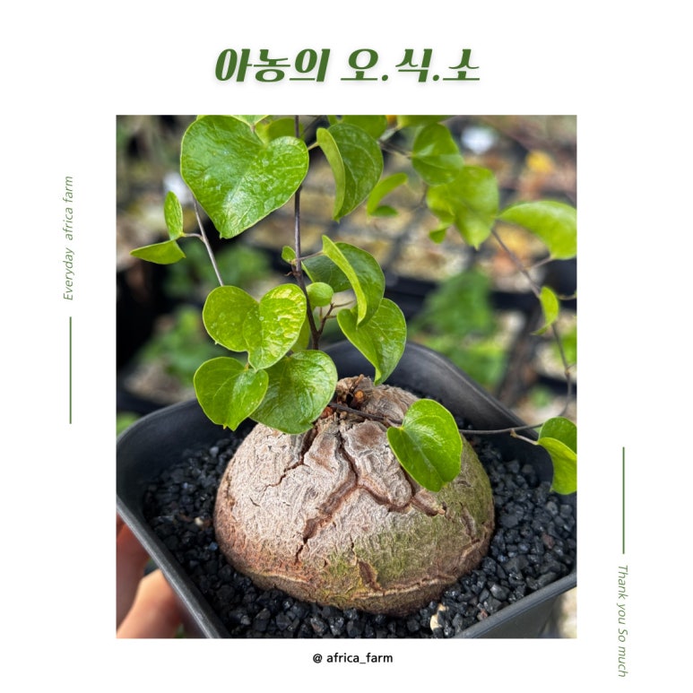 오*식 이미지