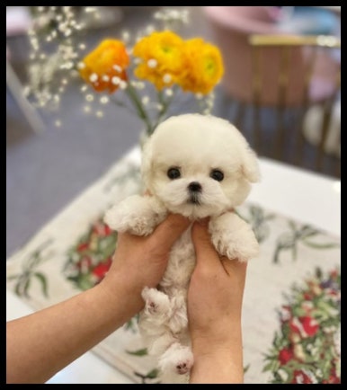 펫블리 이미지
