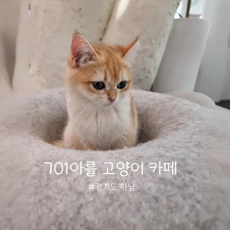 701아를고양이카페(cat in the art) 이미지
