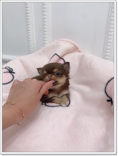 펫블리 이미지
