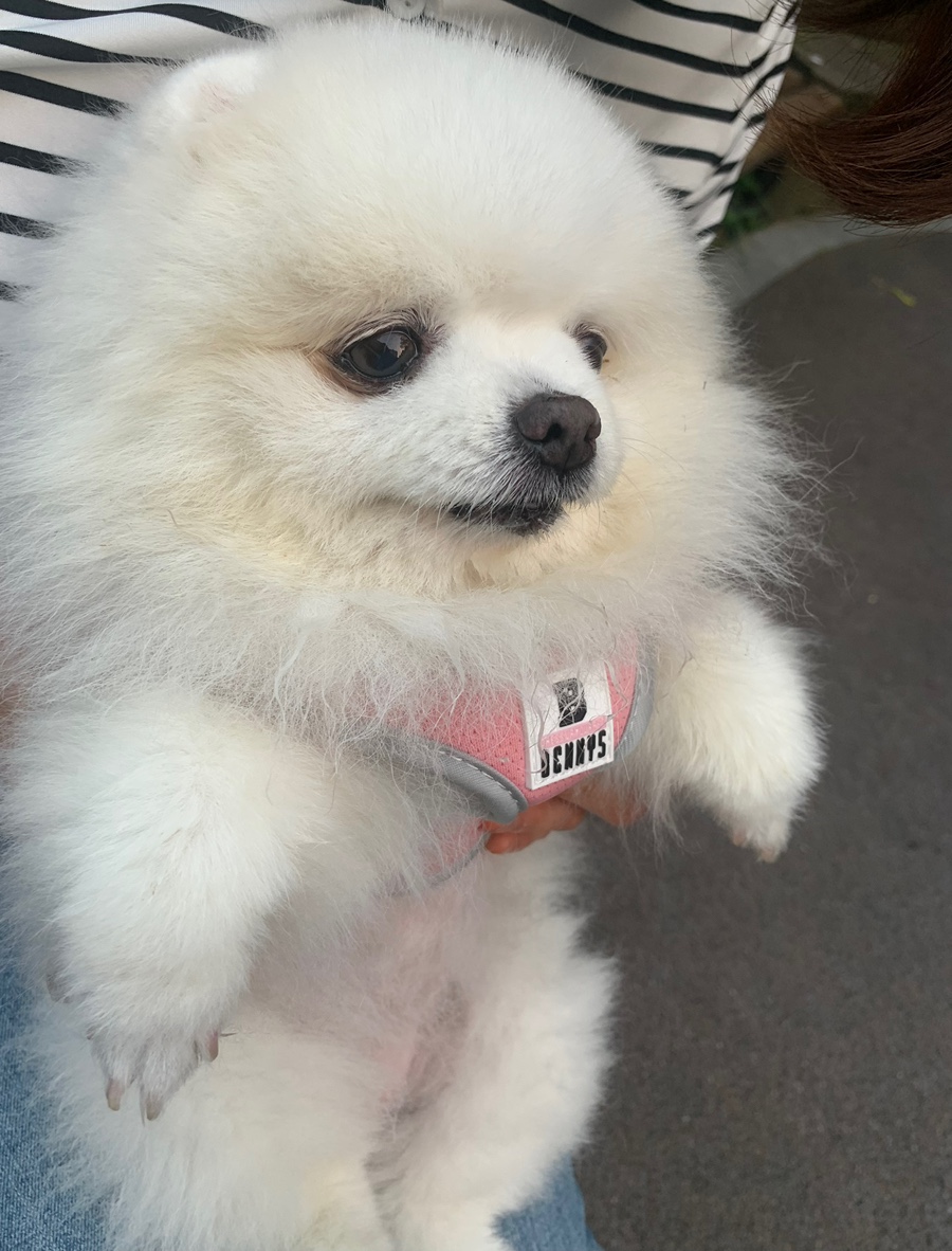 밥푸라 이미지