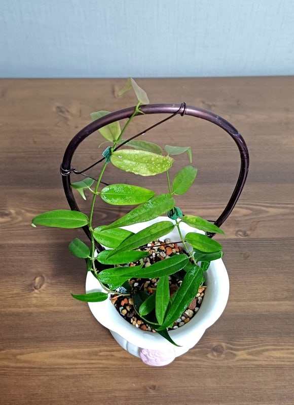 호야루 이미지