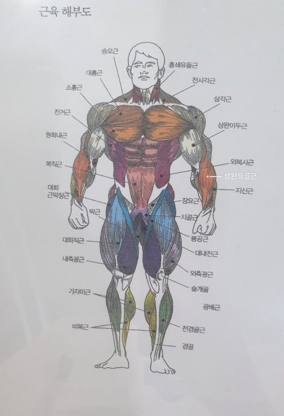 지노스피자 이미지