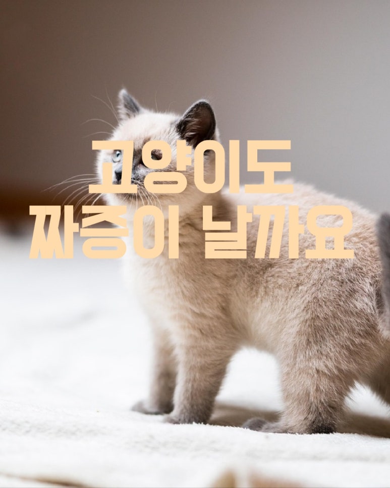 고양이도 짜증이 날까요