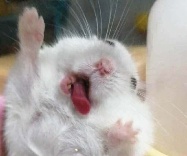 흑요재 이미지