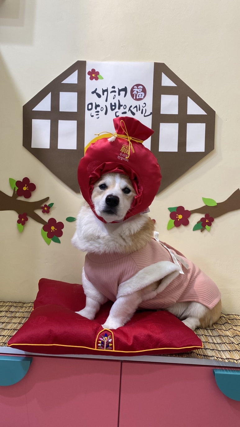 삐야삐야 이미지