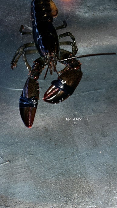 남양주락실내바다낚시터 이미지