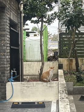 치르첸 이미지