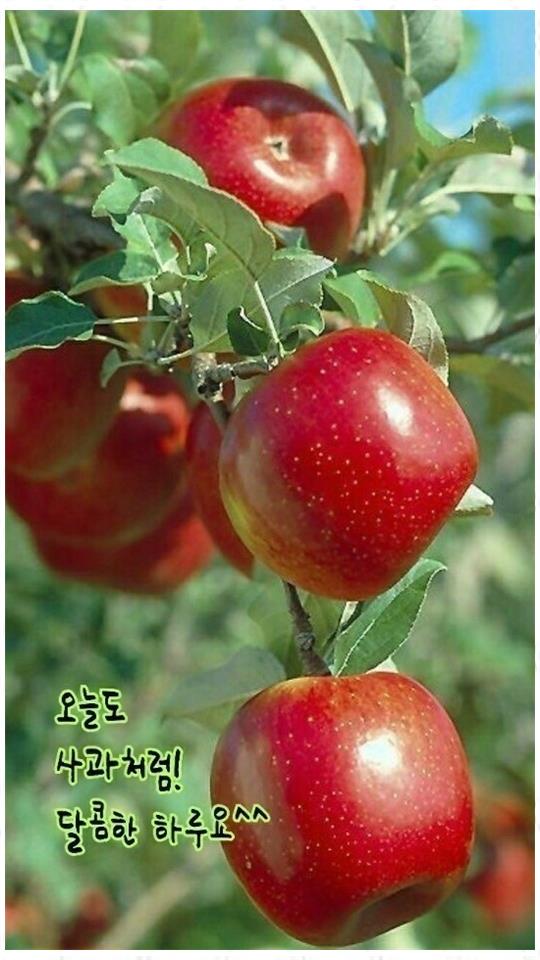 순희약손 이미지