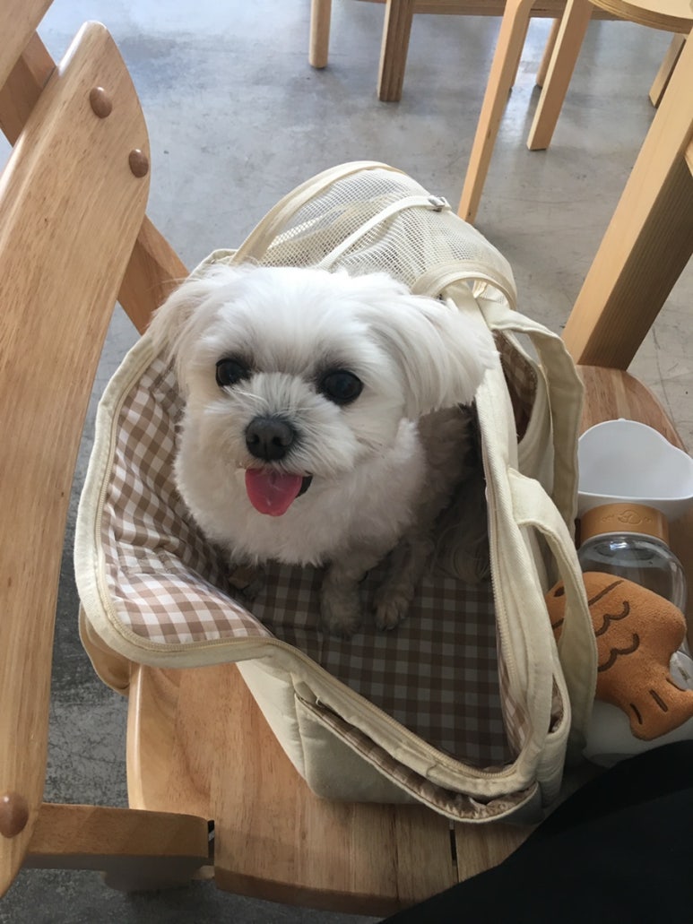 보흔바 이미지