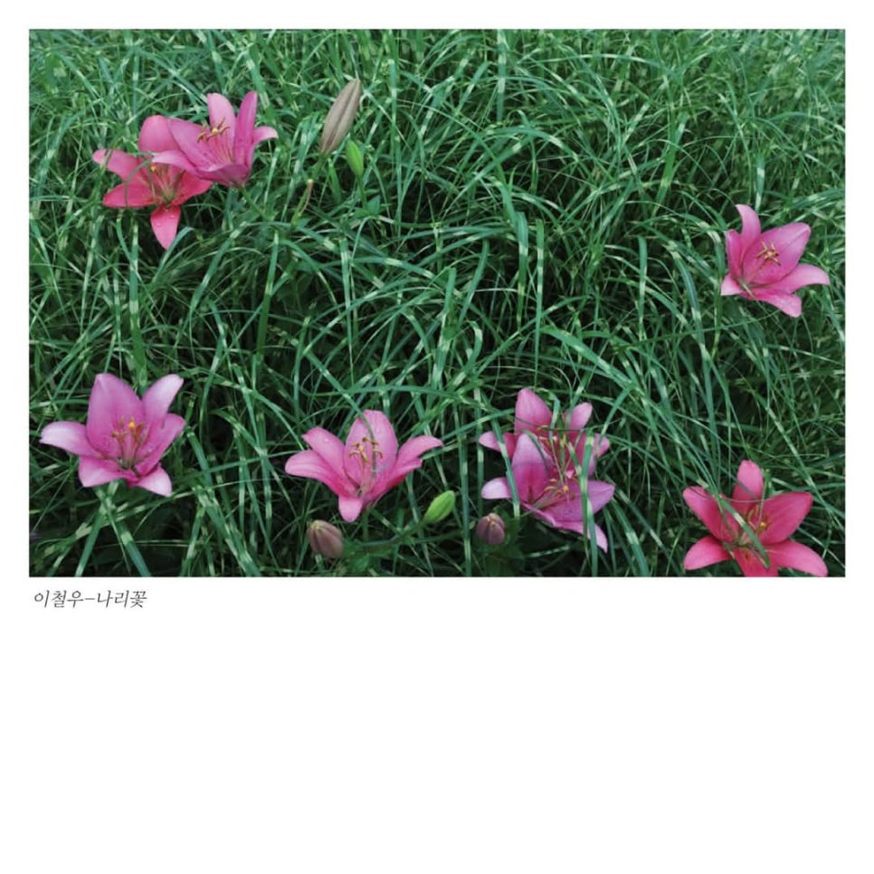 우리꽃화원 이미지