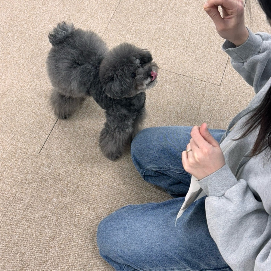 안산 강아지 사진관 모푸모푸, 증멍사진 5만원대 가성비 — 사진 15