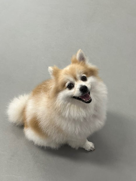 똥강아지 이미지