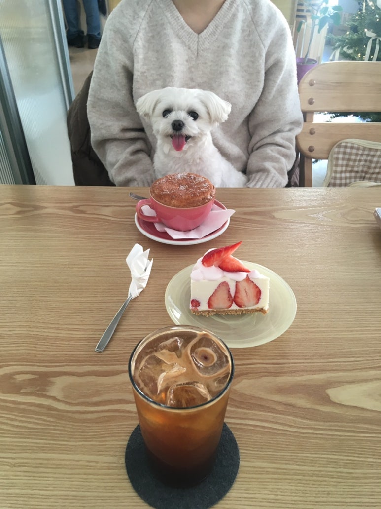 보흔바 이미지