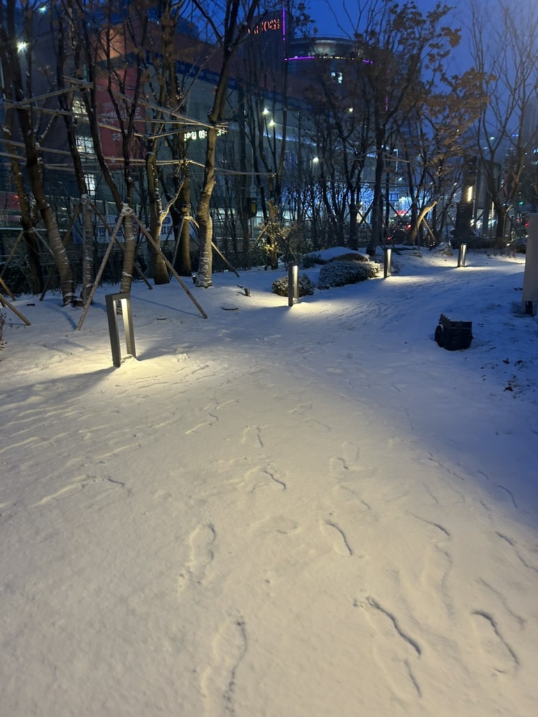 고레카레 가산점 이미지
