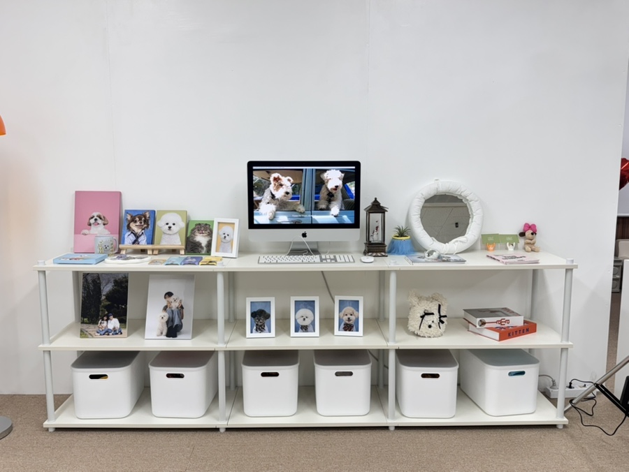 안산 강아지 사진관 모푸모푸, 증멍사진 5만원대 가성비 — 사진 7