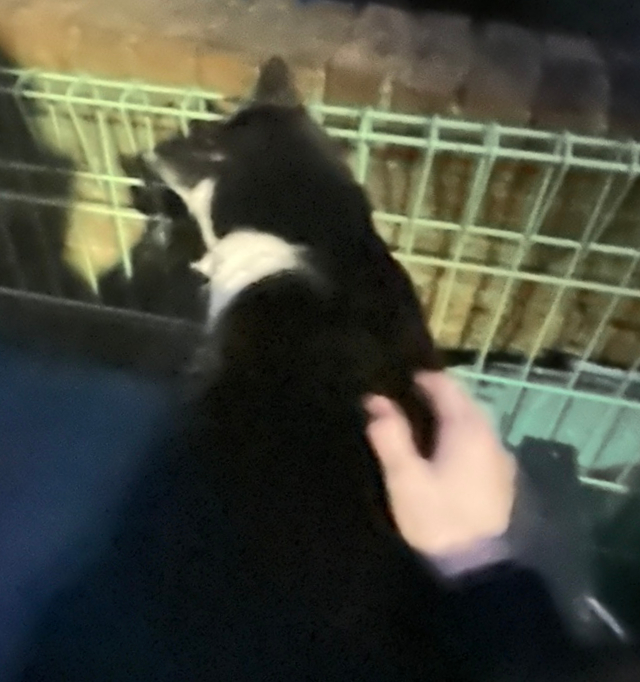 선데이요우 이미지