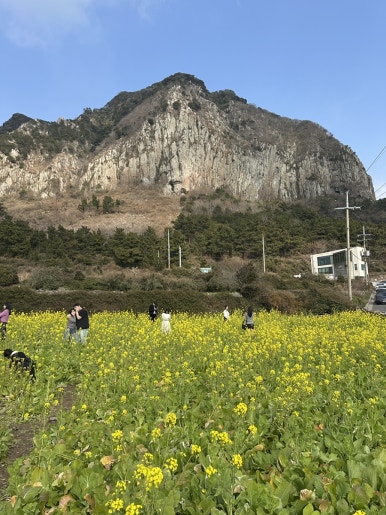 도구리알 이미지