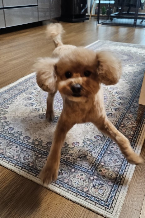 쁘띠아 이미지