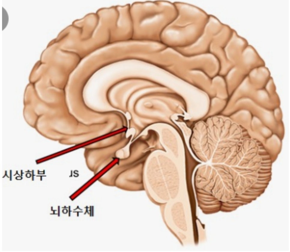 닥터시스 셀클럽 이미지