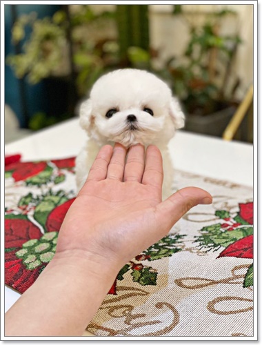 펫블리 이미지