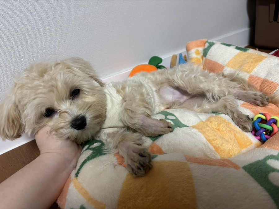 요거트아이스크림의정석이매점 이미지