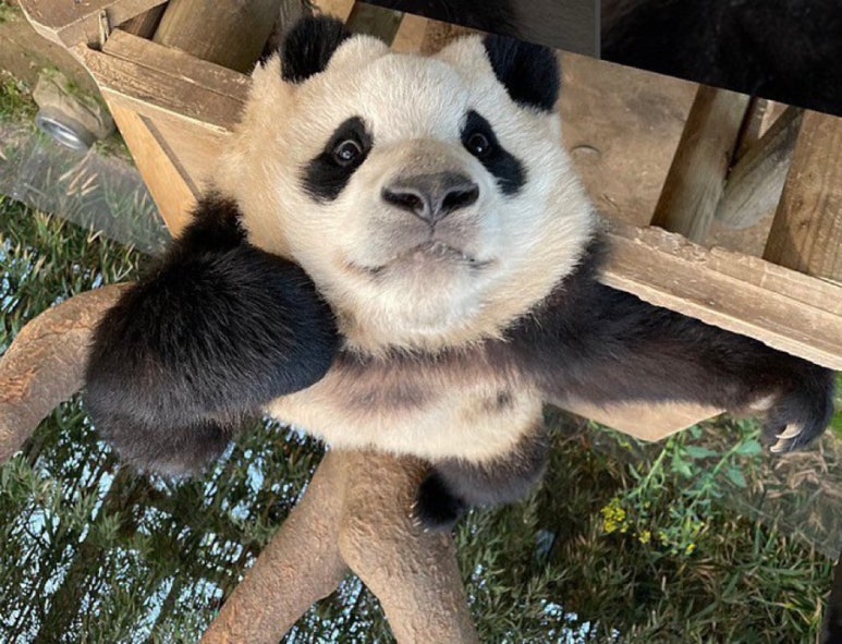 요거트달 이미지
