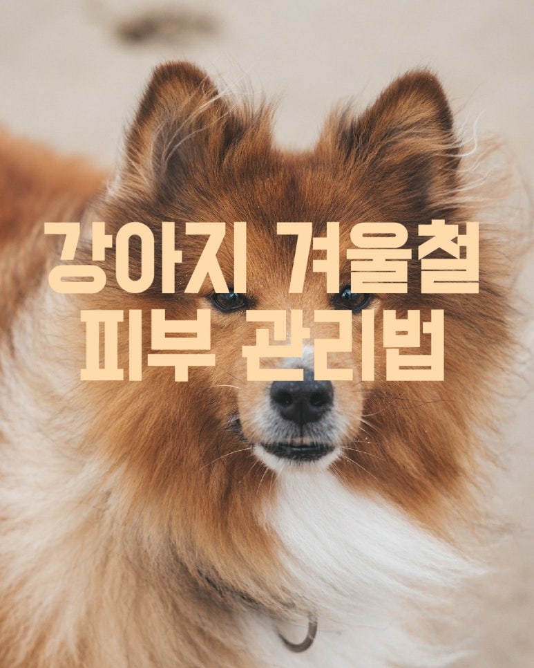 강아지 겨울철 피부 관리법
