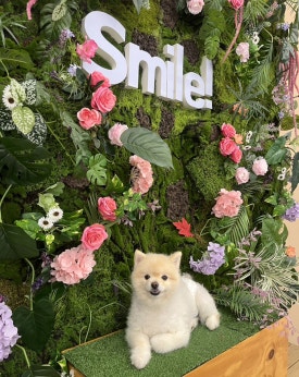 스마일로또카페 이미지