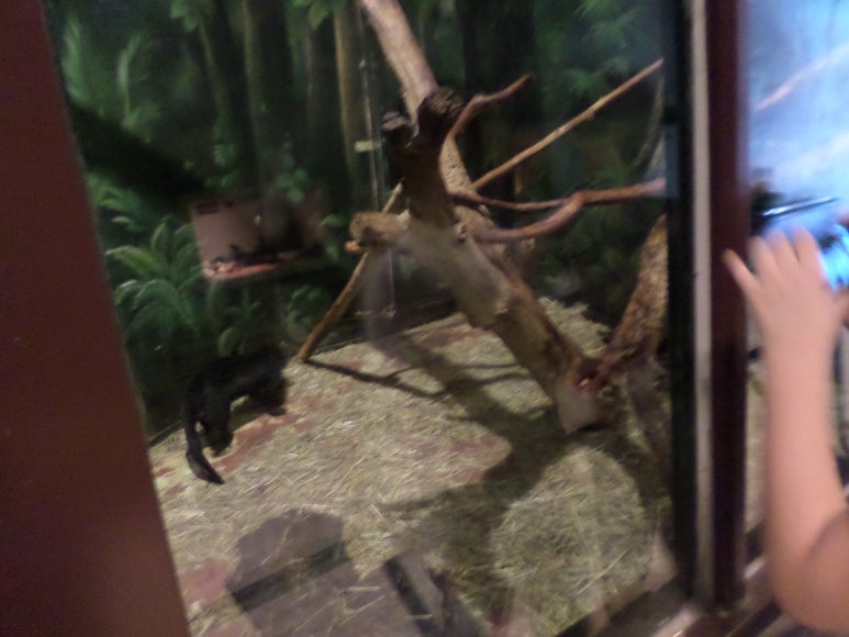 타이라(Tayra) 이미지