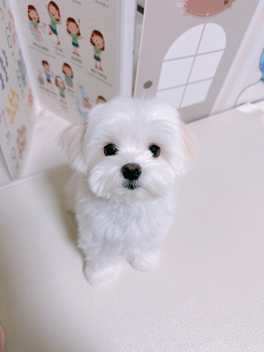 대구 강아지 미용: 북구 도근도근 위생미용 후기 — 사진 17