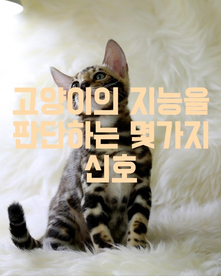 고양이의 지능을 판단하는 몇 가지 신호