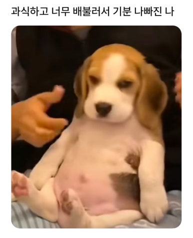 도야지 이미지