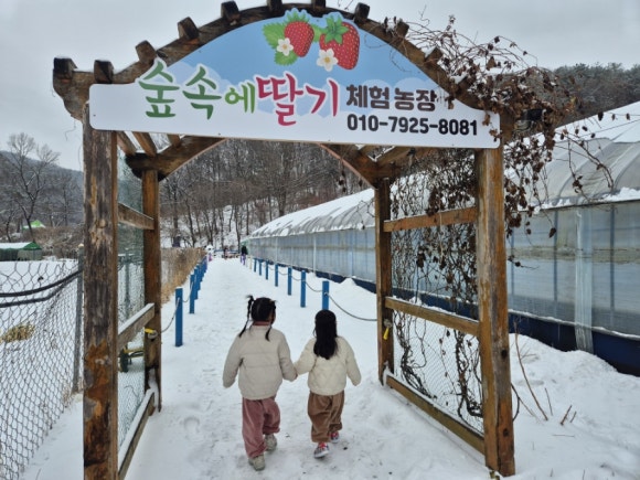 숲속에 딸기 이미지