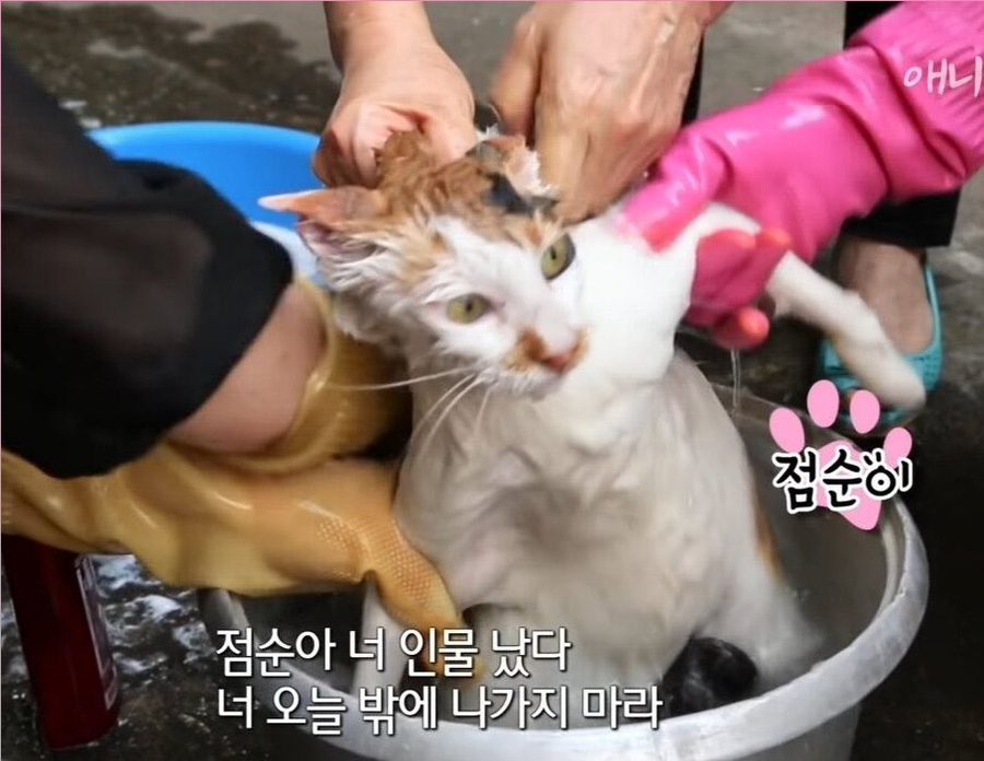 콜드플라즈마 이미지