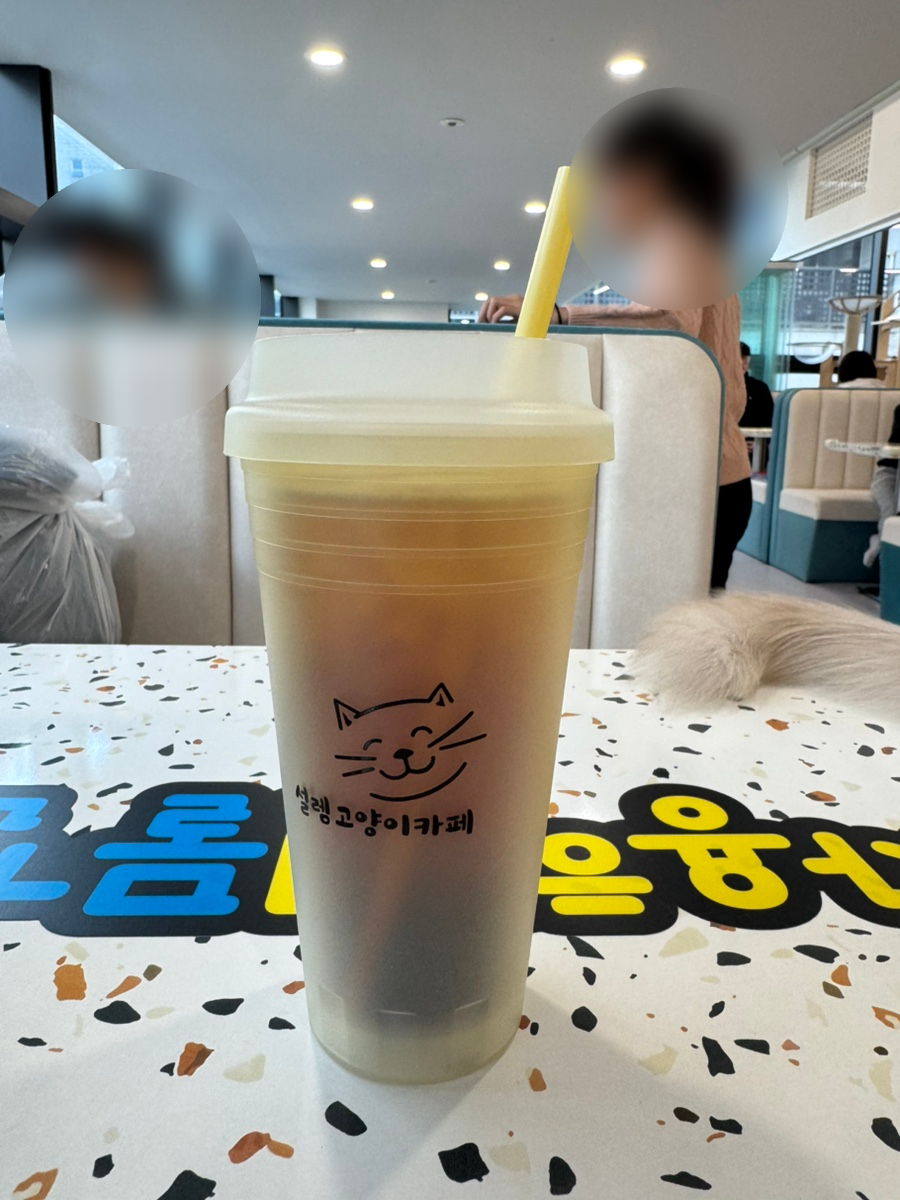설렘고양이카페 이미지