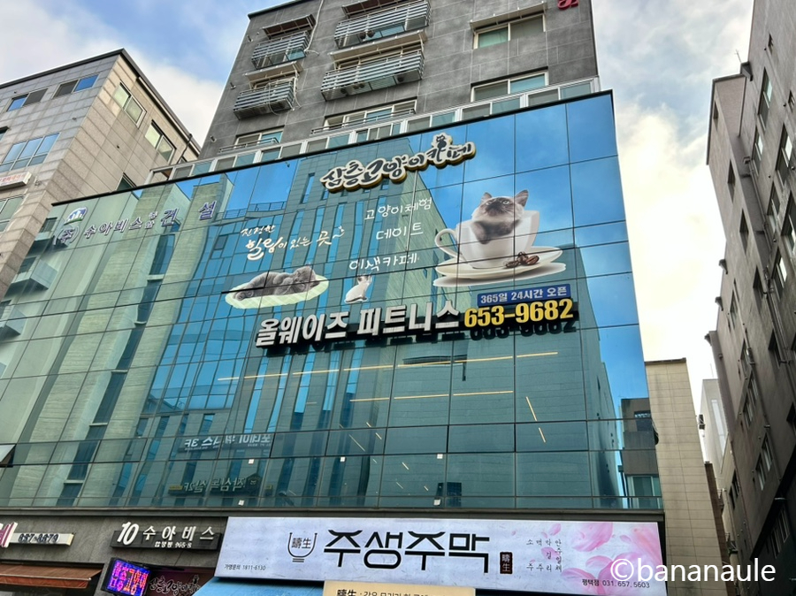 삼층고양이 이미지